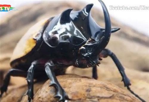 Khám phá những 'lực sĩ' khỏe mạnh nhất trong thế giới động vật