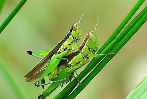 Kỳ lạ thế giới động vật: Châu chấu có tai ở bụng, bạch tuộc có 3 tim