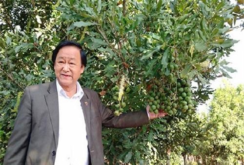 Lâm Đồng sẽ có Viện nghiên cứu cây Mắc ca