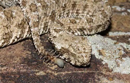 Loạt rắn độc dị nhất, có con bạn chẳng tưởng tượng nổi