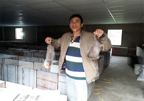 Quảng Nam: Nuôi đàn chuột núi 4.000 con thu 6 tỷ đồng/năm