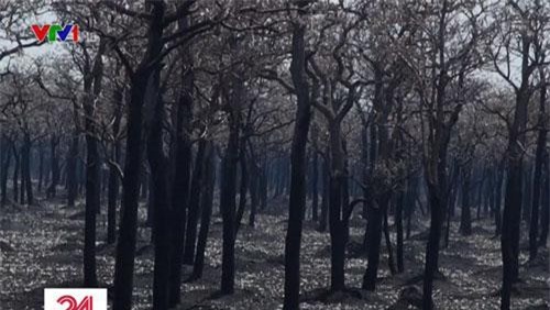 Rừng Amazon sẽ 'chạm giới hạn không thể đảo ngược' vào năm 2021