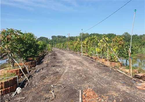 Tây Ninh: Vườn rau rừng cổ thụ khổng lồ, bán 100 triệu ở Tây Ninh