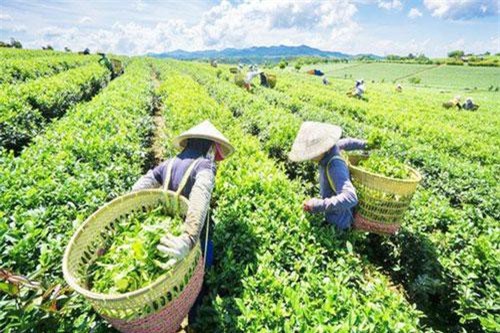 Thái Nguyên: Giá trị bền vững từ xây dựng nông thôn mới