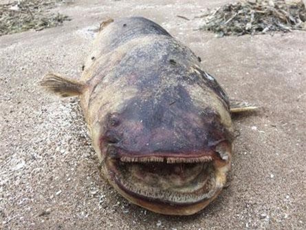 Thủy quái khổng lồ với hàm răng nhọn dạt vào bờ sông Volga