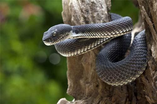 'Tội đồ' phóng sinh không ít rắn độc, dân làng chết thảm...