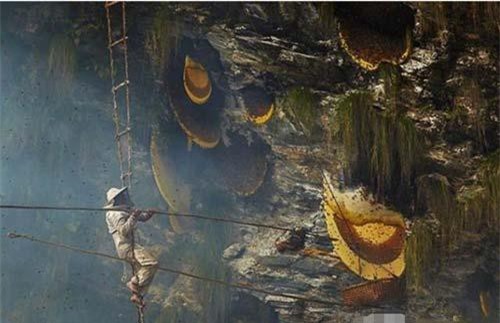 Treo mình giữa vực sâu để tìm loại mật ong 'đắt hơn vàng', 127 triệu đồng/kg