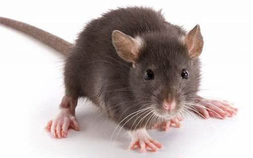 'Vò đầu bứt tóc' vẫn không tìm ra đáp án đúng với câu đố đơn giản