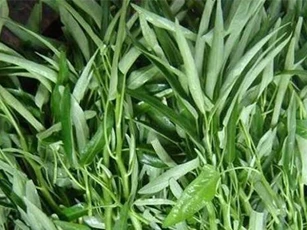 3 điều không nên làm khi ăn rau muống ai cũng phải nhớ