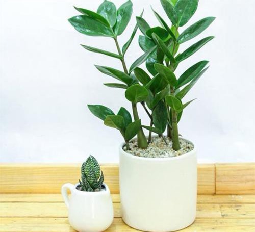 5 loại cây phong thủy 'hít' mùi tiền, đặt ở đâu tiền vàng ào ào đổ về đấy