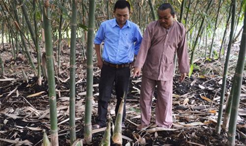 An Giang: Chỉ trồng tre thôi, mỗi ngày có ngay gần 1 triệu đồng