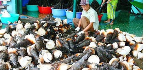 An Giang: Măng tre núi Cấm vào mùa, bán mỗi ngày lời 400 ngàn