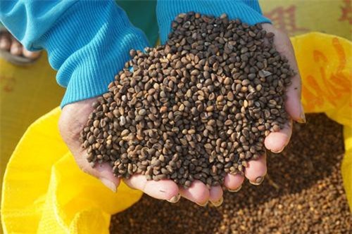 An Giang: Trồng rau này lấy hạt, ít đụng hàng, năm nào cũng trúng