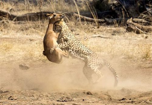 CLIP: Báo đốm đoạt mạng linh dương 'nhanh như chớp'