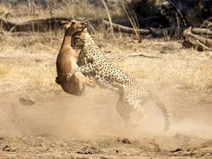 CLIP: Báo đốm đoạt mạng linh dương 'nhanh như chớp'