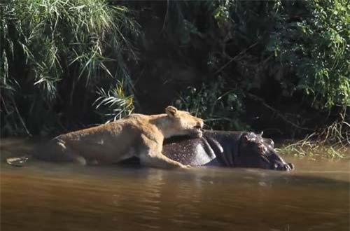 CLIP: Sư tử 'liều mạng' tấn công hà mã