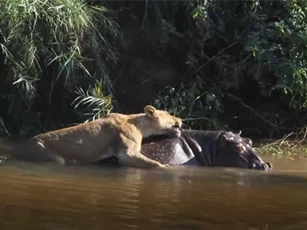 CLIP: Sư tử 'liều mạng' tấn công hà mã