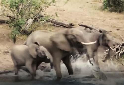 CLIP: Voi rừng vật lộn với cá sấu giành lại mạng sống