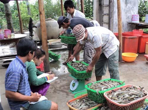 Cà Mau: Xuất khẩu tôm sang thị trường Trung Quốc tăng mạnh