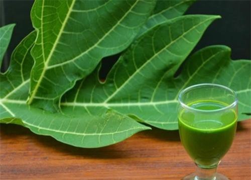 Có thể bạn chưa biết: Không chỉ quả, lá của cây đu đủ là vị thuốc quý