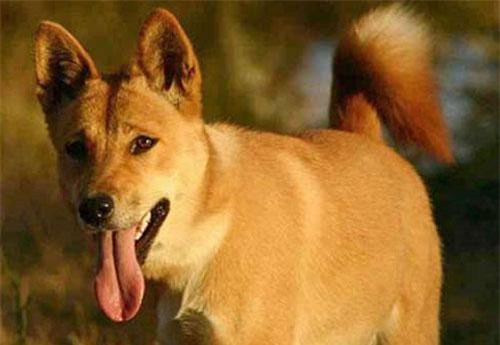 Đặc sắc 'linh vật' chó Lài 'tứ đại quốc khuyển' Việt Nam