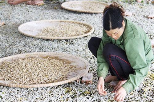 Đăk Lăk: Hình thành chuỗi sản xuất khép kín từ ý tưởng nuôi tằm