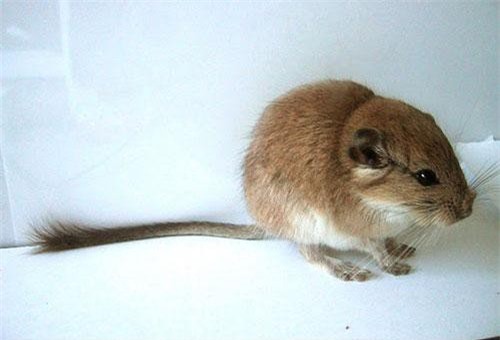 Động vật có vú và những kỷ lục 'đáng gờm' khó tin