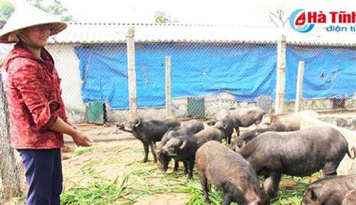 Hà Tĩnh: Nuôi lợn thương phẩm thất bại, dốc sức nuôi lợn rừng, thu nhập khủng