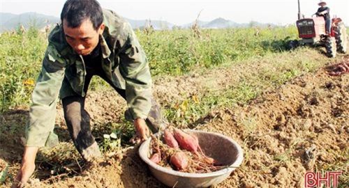 Hà Tĩnh: Tận dụng đất bỏ hoang, trồng khoai lang đỏ, 'ẵm' hàng trăm triệu/vụ