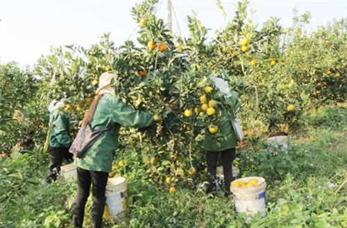 Hòa Bình: 4 HTX cùng liên kết để khởi nghiệp