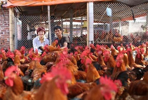 Làm gì để nâng cao sức cạnh tranh ngành gia cầm?