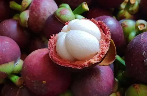 Măng cụt Lái Thiêu tự tin xuất ngoại