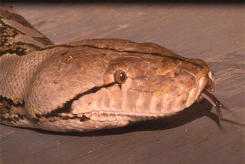 Medusa, con trăn nuôi dài nhất thế giới mừng sinh nhật ra sao?