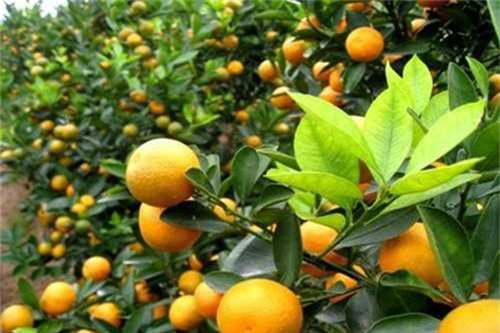 Một số bài thuốc, món ngon từ trái quất