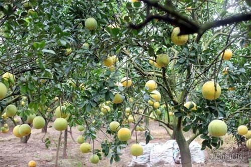 Nhờ trồng cam, bưởi, xã nghèo Hưng Yên đổi đời