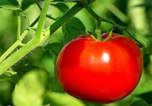 Những bộ phận cây, củ độc hơn thạch tín, chớ dại ăn kẻo 'hối không kịp'