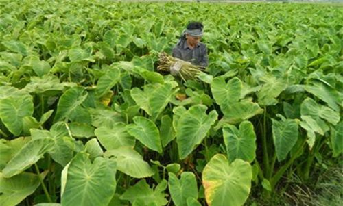 Ninh Bình: Trồng khoai môn chỉ lấy ngó, lớn nhanh vù vù, bỏ túi 20 triệu/tháng