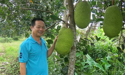 Sóc Trăng: Phát 'sốt' với mít Thái, 1,4 triệu/quả, bán cả vườn được hơn 1,1 tỷ