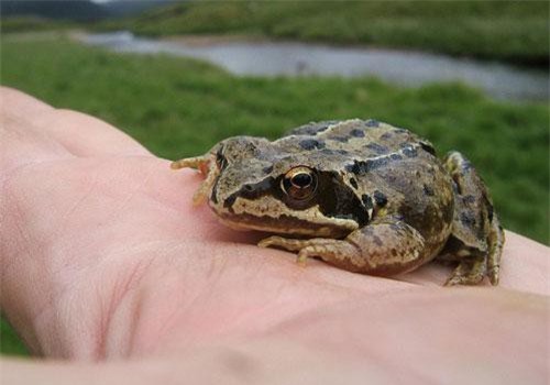 Sự thực gây sốc của những động vật bạn ngỡ quen thuộc