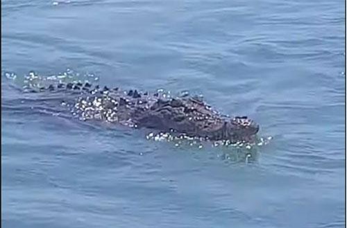 Tưởng cá khủng cắn câu, thu cần mới biết 'quái vật' đớp mồi