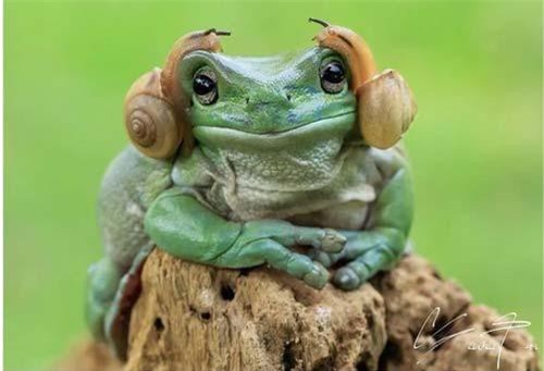 10 bức ảnh hài hước của động vật khiến bạn không thể nhịn cười