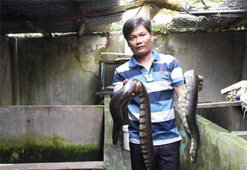 Bạc Liêu: Nuôi những con rắn bự, cầm nặng cả tay, kiếm bộn tiền