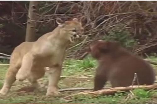 CLIP: Báo sư tử 'hết hồn' khi bị gấu đen con phản đòn