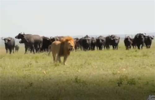 CLIP: Đàn trâu rừng kéo nhau truy sát sư tử