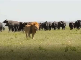 CLIP: Đàn trâu rừng kéo nhau truy sát sư tử