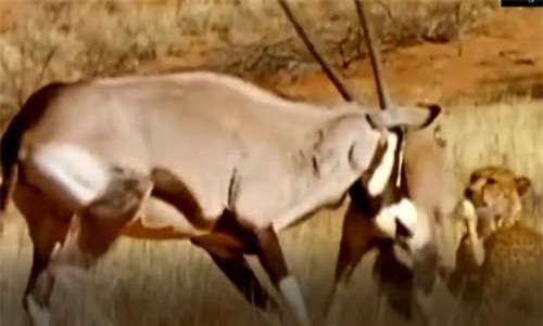 CLIP: Linh dương liều mạng tấn công báo hoa mai, giải cứu con non