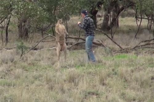 'Chết cười' với những màn 'cà khịa' của kangaroo