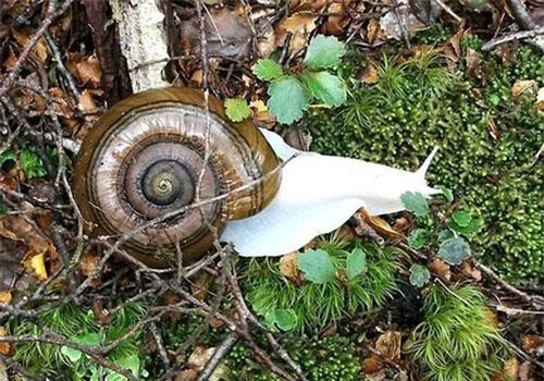 Chuyện ít ai hay về những động vật bạch tạng đẹp nổi bật