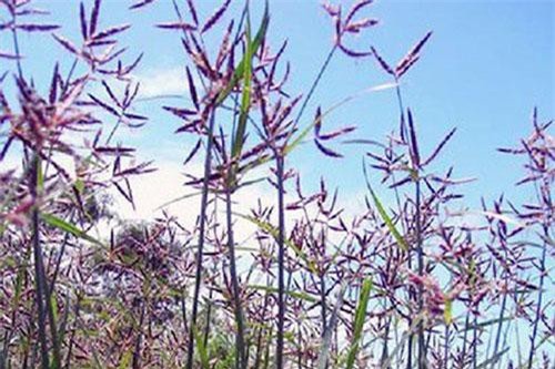 Cỏ cú - Thuốc quý cho phụ nữ