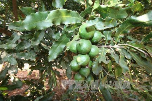 Đắk Lắk khuyến cáo người dân thận trọng phát triển cây macca